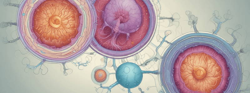 Embryology: Developmental Stages