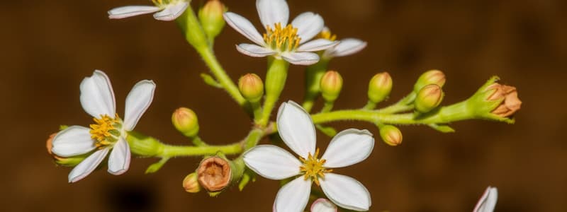 Flora and Fauna in Saudi Arabia