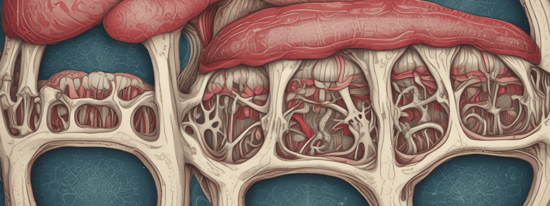 Bone Marrow Anatomy