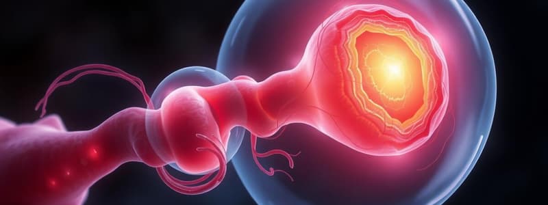 Embryology Quiz: Human Development Stages