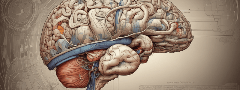 Neuroanatomy: Rubrospinal, Vestibulospinal Tracts & Cerebellum