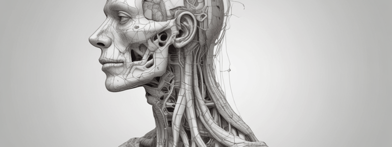 Anatomy of the Submandibular Region