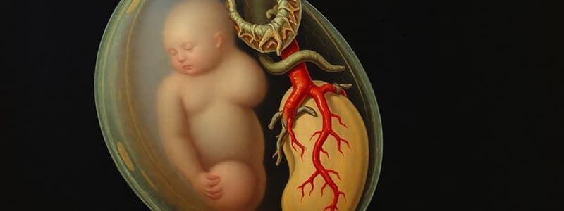 Fetal Development Stages and Systems