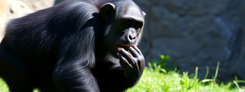 Chimpanzee Behavior and DNA Study