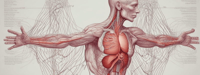 L29. Heart anatomy