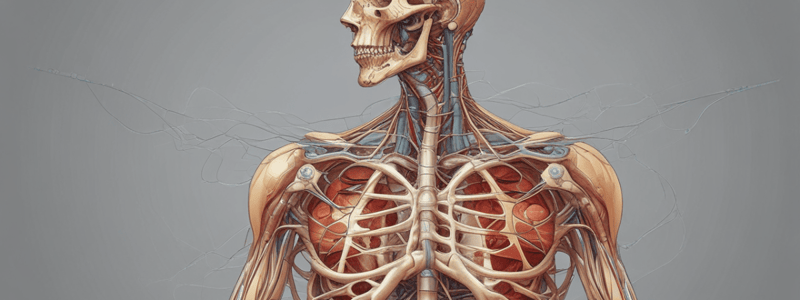 Anatomy of Thoracic Nerves and Arteries