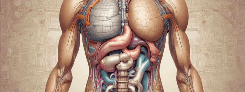 Anatomy and Physiology of the Digestive System