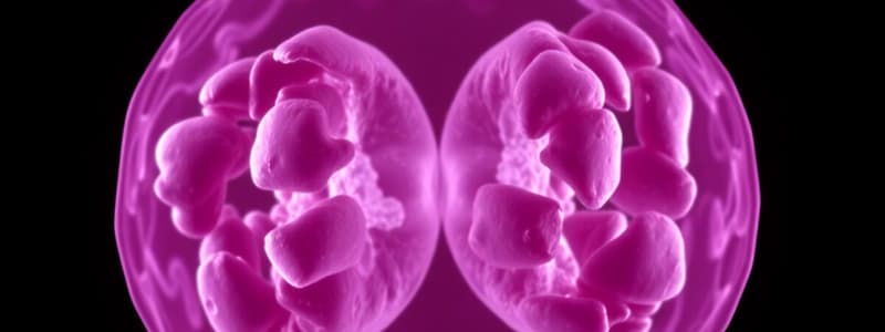 Cell Division: Mitosis and Meiosis Overview