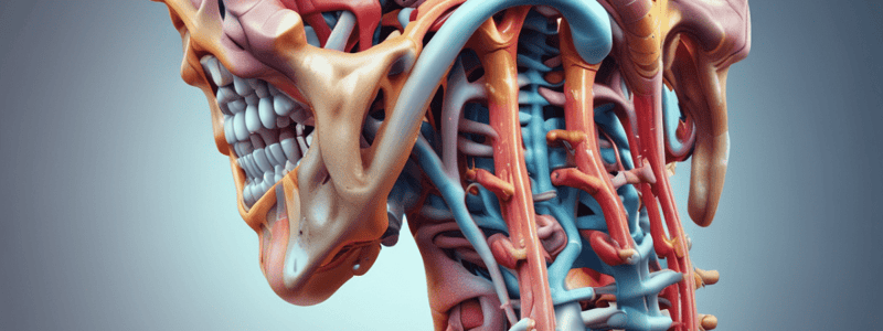 Vertebral Column Structure Quiz