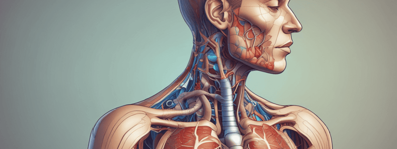 Human Respiratory System