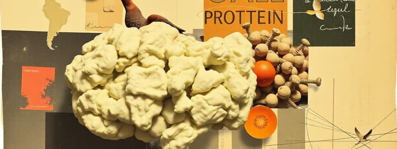 Chương 4: Protein