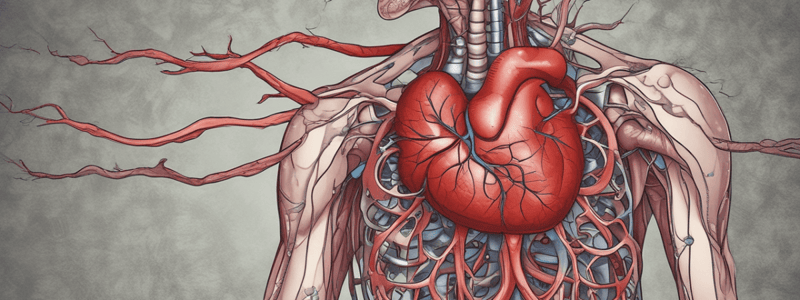 Biology Chapter 20: Blood Vessels and Circulation - medium