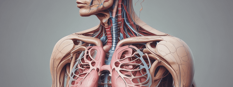 Functions of the Respiratory System