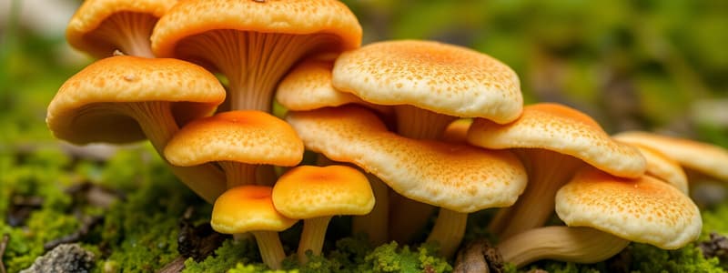 Biology: Characteristics of Fungi