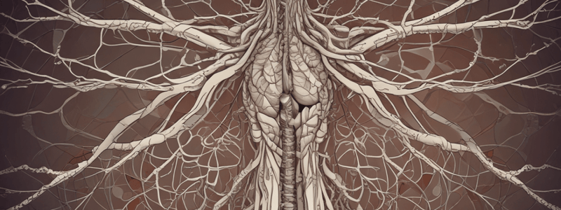 Autonomic Nervous System Overview