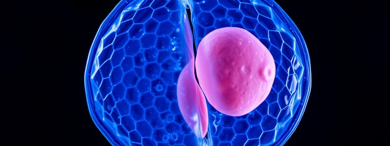 Cell Division Phases Quiz