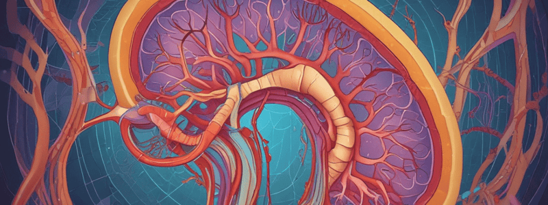 Renal Functions and Kidney Structure Quiz