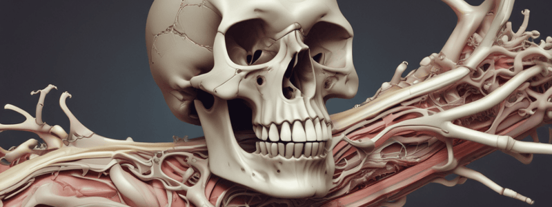 Alveolar Bone Anatomy