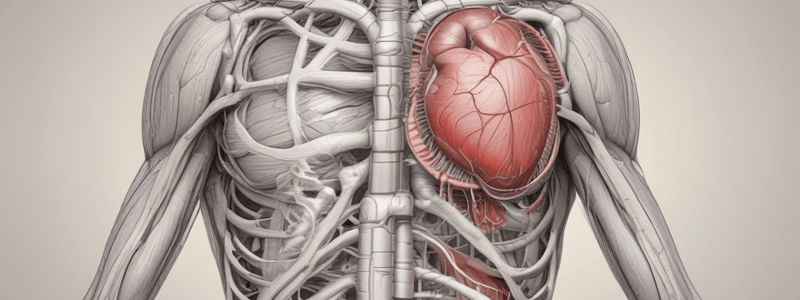 Cardiac Muscle Structure