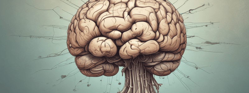 Anatomy of the Thalamus