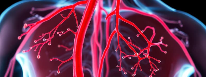 Circulatory System: Arteries and Capillaries