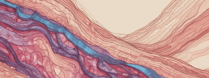 Epithelial Tissue Structure and Function