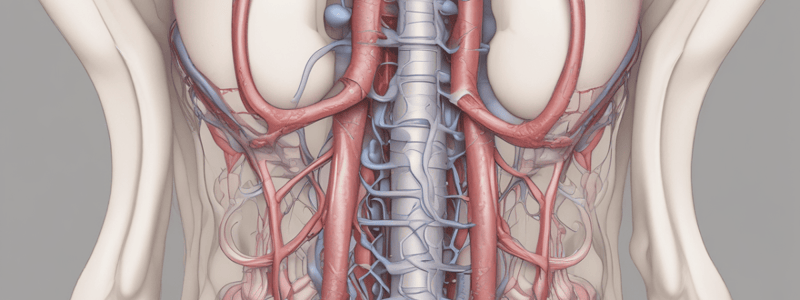 Anatomy of the Male Reproductive System: Seminal Vesicles