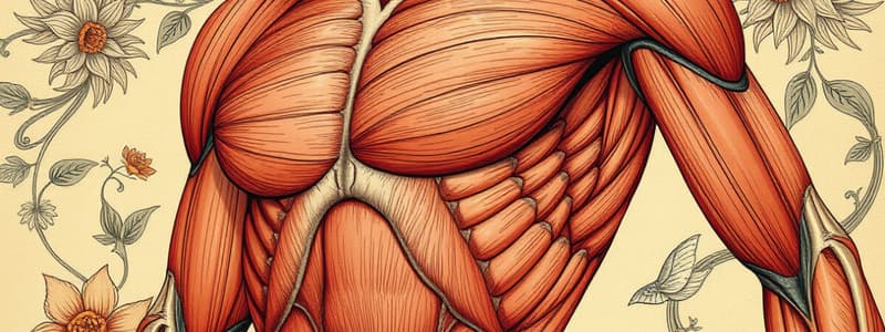 Sistema Muscular: Estructura y Tipos