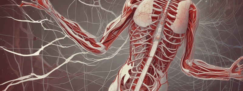 Physiology: Autonomic Nervous System and Blood Flow Regulation