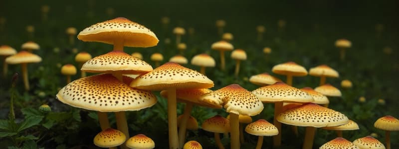 Fungi in Agriculture and Food Industry