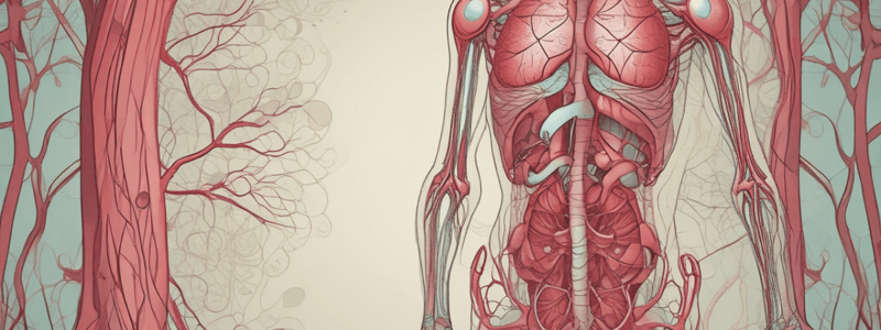 Arteries and Veins: Blood Circulation