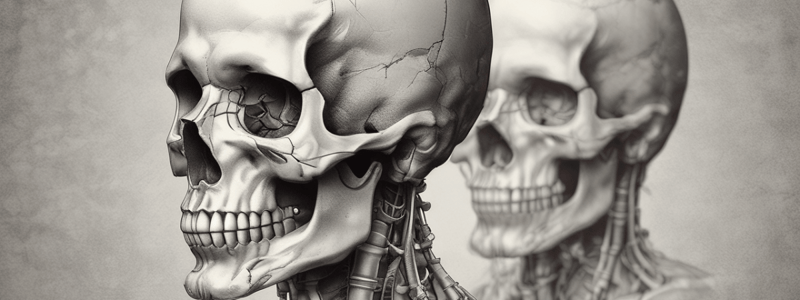 Anatomy of the Head and Neck: Skull and Cranial Fossae