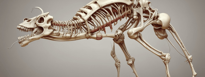 Vertebrate Anatomy: Skeletal System and Bone Formation