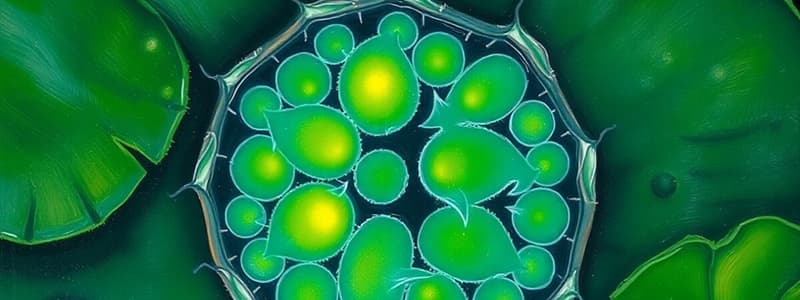 Plant Cell Structure and Functions