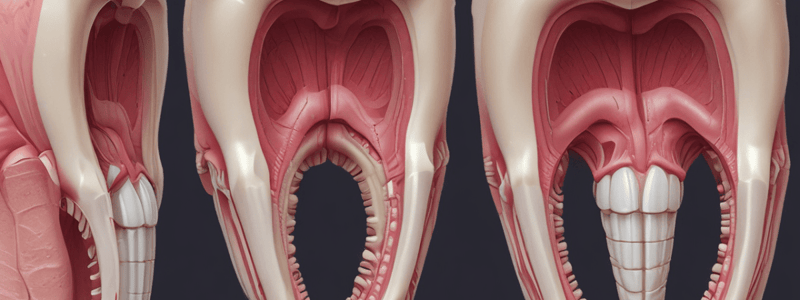 Tooth Development (Odontogenesis)