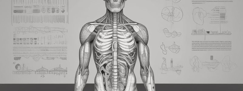 Anatomy and Physiology Glossary: Muscles, Bones, and Veins