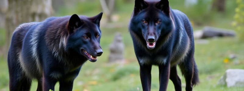 Black Wolf Characteristics and Behavior