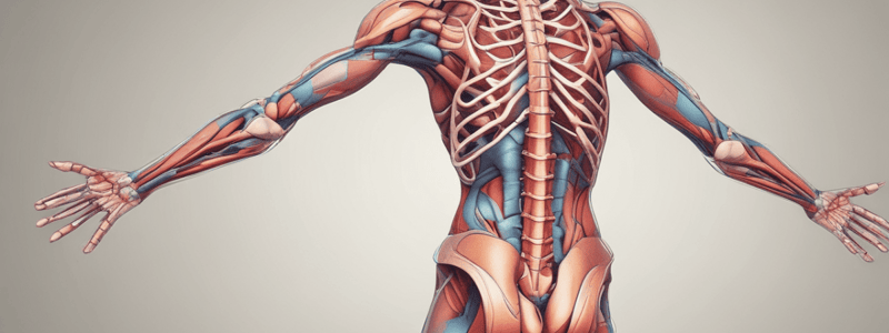 Human Anatomy Basics