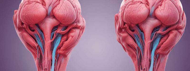 Human Reproductive System and Formation of Twins Quiz