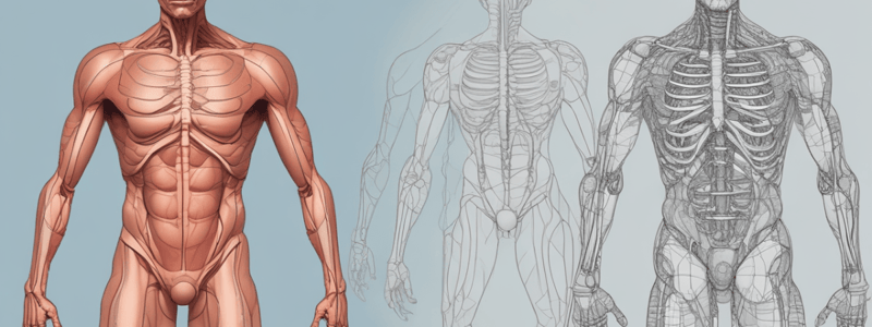 Anatomy : Abdomen Part 2