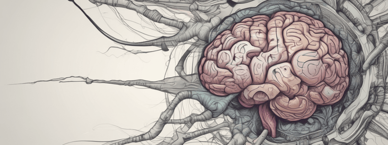 Frontal Lobe Networks and Brain Function