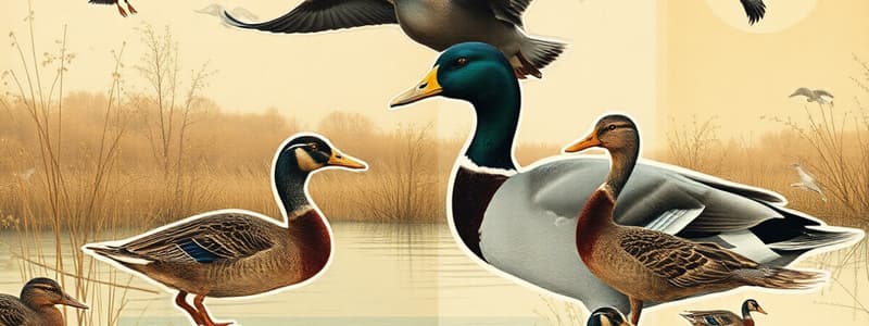 Waterfowl in Texas Overview