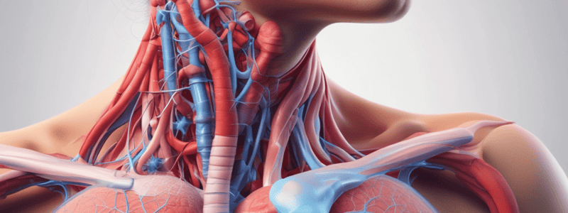 Respiratory System Anatomy Quiz