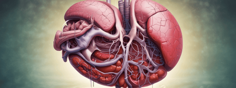 Liver Function and Bile Production