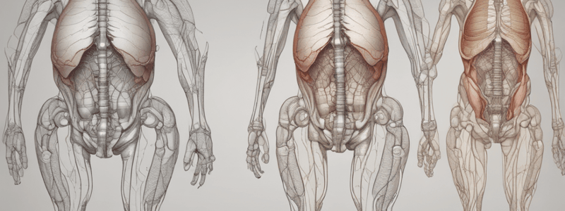 Pelvic Region Anatomy