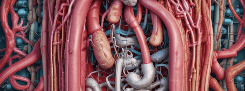 Digestive System Anatomy Overview