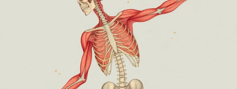 Muscle Interactions and Classification