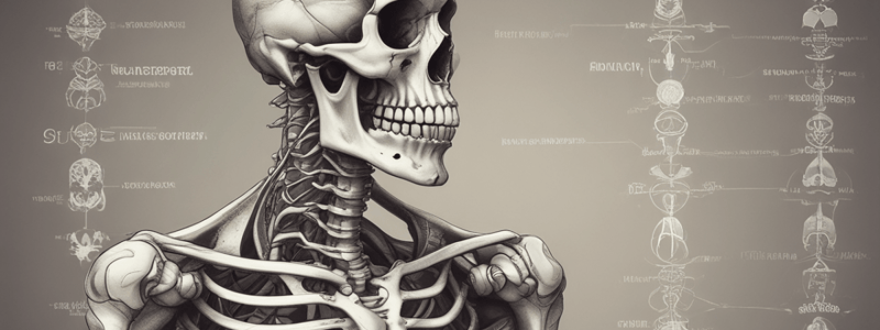 Anatomy of Tibia Bone