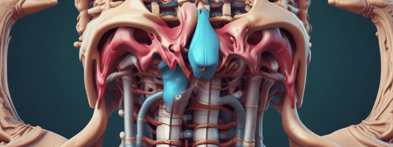 Vertebral Column Anatomy