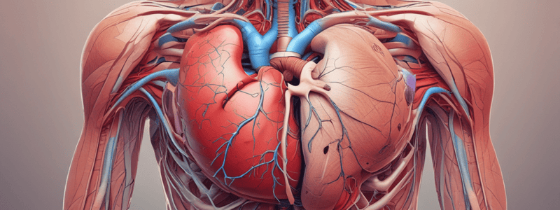 Anatomía del Pericardio y sus Funciones